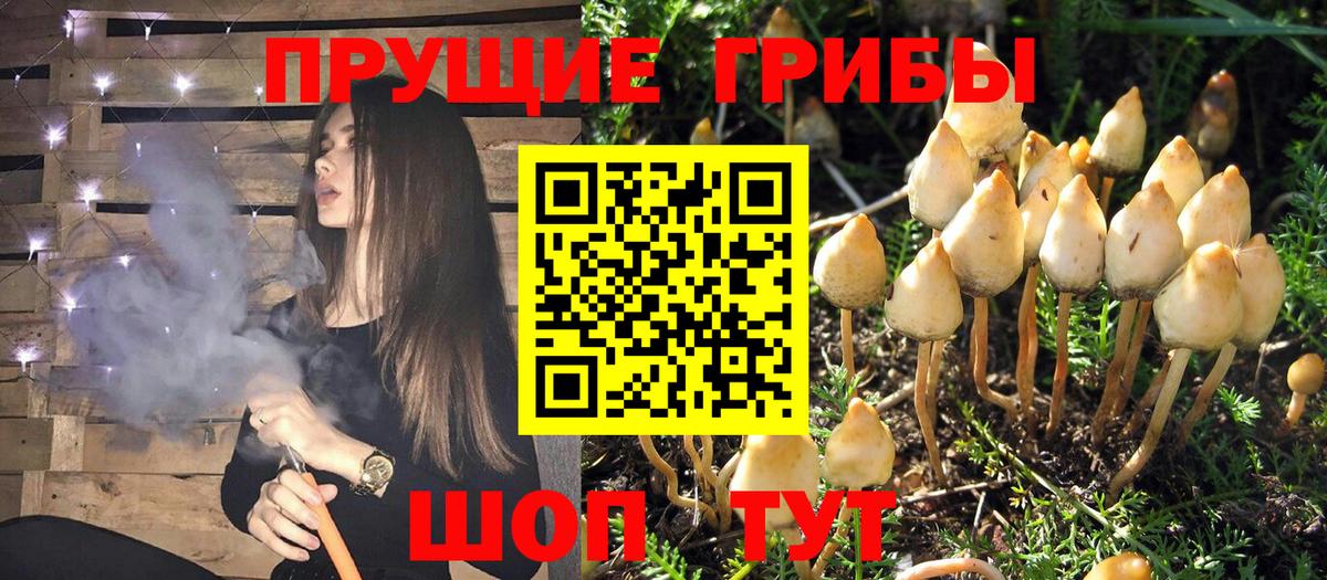 Солнечногорск  Галлюциногенные грибы Cubensis  Вход с VPN  Галлюциногенные грибы прущие грибы 